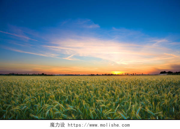 夕阳下的绿色麦穗麦田